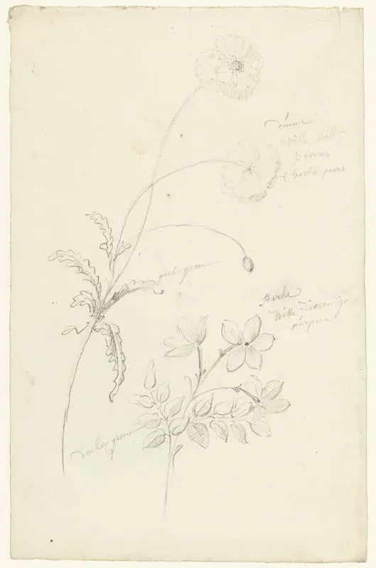 Studies van papaver en jasmijn Wall Art by Elias van Nijmegen - High-Resolution Digital Print