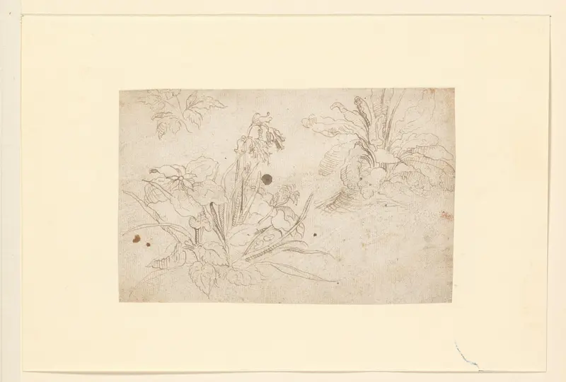 Studies van planten Wall Art by Crispijn van de Passe (I) - High-Resolution Digital Print