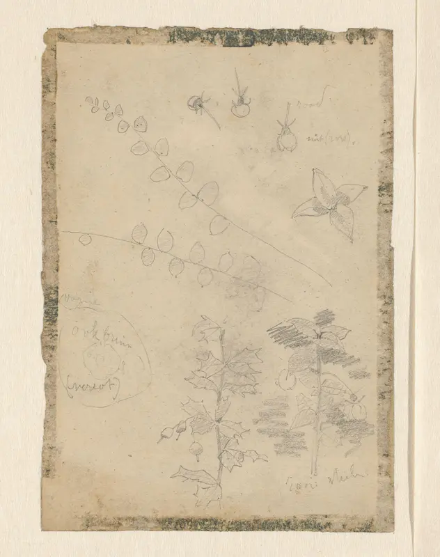 Studies van planten en vruchten Wall Art by Theo Nieuwenhuis - High-Resolution Digital Print