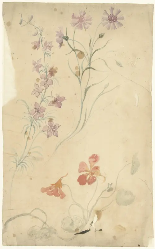 Studies van ridderspoor, anjer en Oostindische kers Wall Art by Elias van Nijmegen - High-Resolution Digital Print