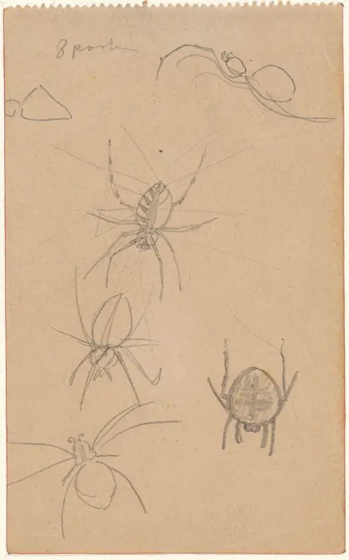 Studies van spinnen Wall Art by Theo Nieuwenhuis - High-Resolution Digital Print