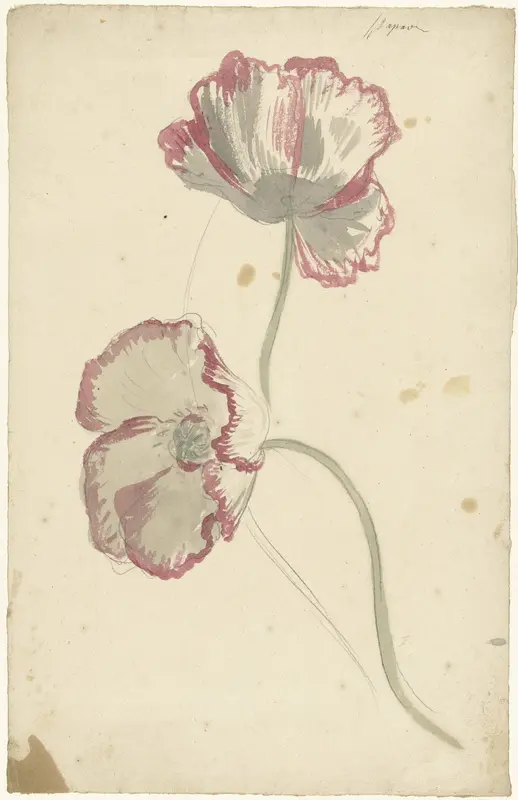 Studies van twee papavers Wall Art by Elias van Nijmegen - High-Resolution Digital Print