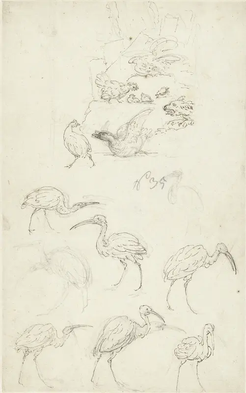 Studies van vogels Wall Art by Abraham Meertens - High-Resolution Digital Print