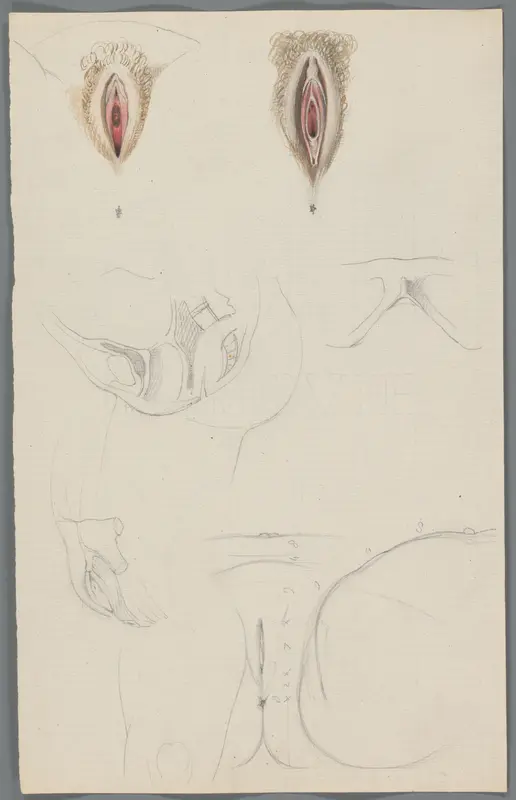 Studies van vulva's Wall Art by Unknown - High-Resolution Digital Print