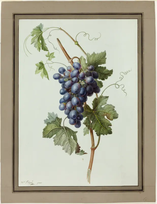 Study of a Bunch of Grapes Wall Art by Mme. Peigné - High-Resolution Digital Print