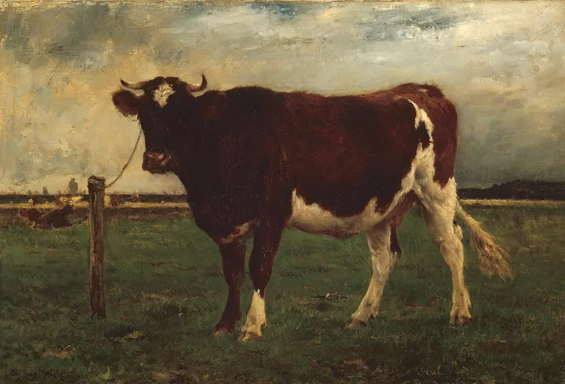 Study of a Cow