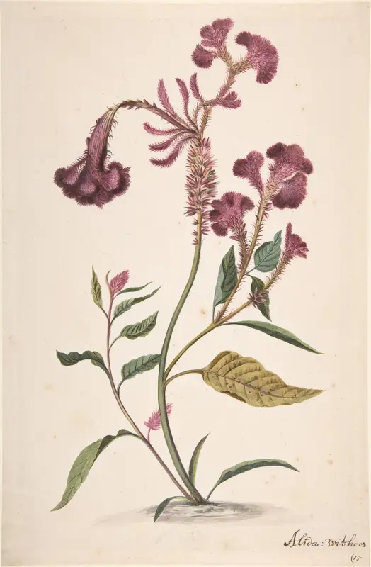 Study of a Crested Cockscomb (Celosia argentea cristata) Wall Art by Alida Withoos - High-Resolution Digital Print