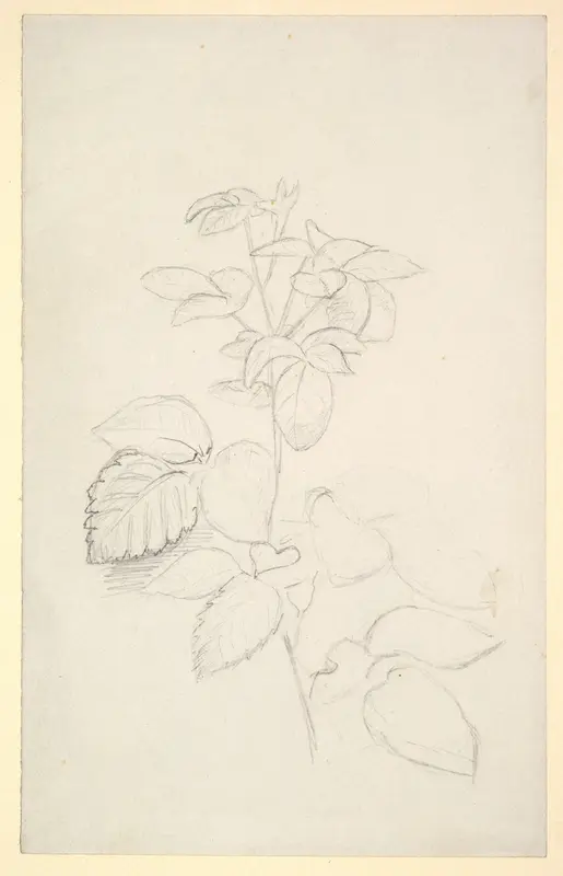 Study of a plant Wall Art by George Richmond - High-Resolution Digital Print