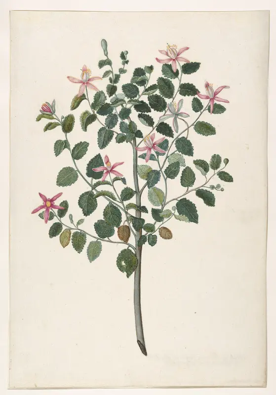 Study of a Plant with Red-Purple Flowers (Sebastiana africana purpurea) Wall Art by Maria Moninckx - High-Resolution Digital Print