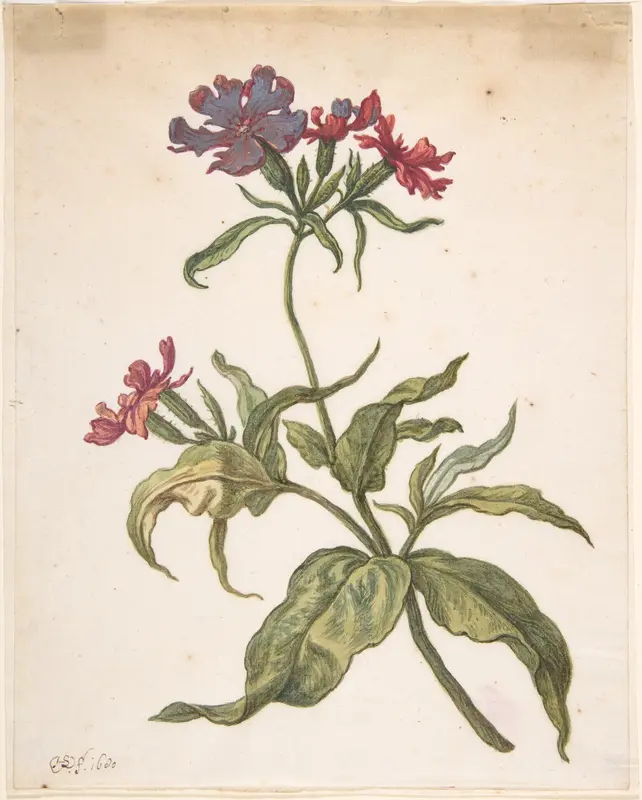 Study of a red catchfly (Lychnis hirsuta) Wall Art by Herman Saftleven II - High-Resolution Digital Print