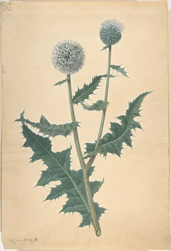 Study of a thistle Wall Art by James Sowerby - High-Resolution Digital Print