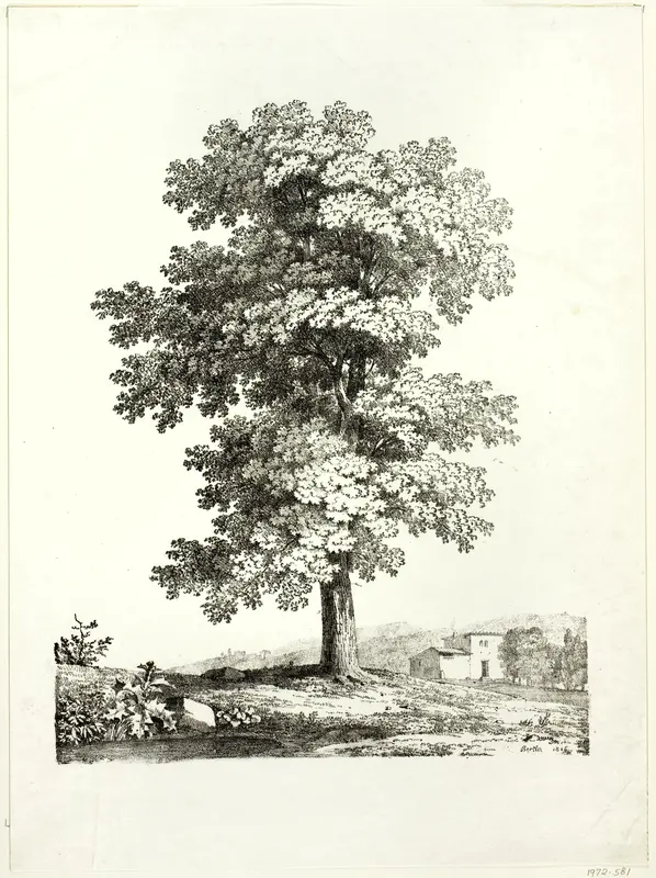 Study of a Tree Wall Art by Jean Victor Bertin - High-Resolution Digital Print