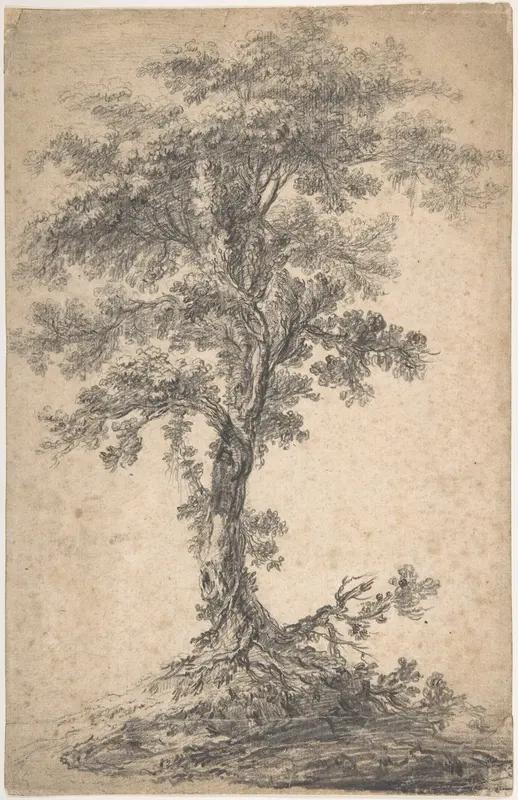 Study of a Tree Wall Art by Jean Pillement - High-Resolution Digital Print