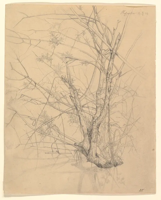 Study of a Tree Standing in Water in the Düsseldorf Hofgarten; verso: Studies of Plants Wall Art by Johann Wilhelm Preyer - High-Resolution Digital Print