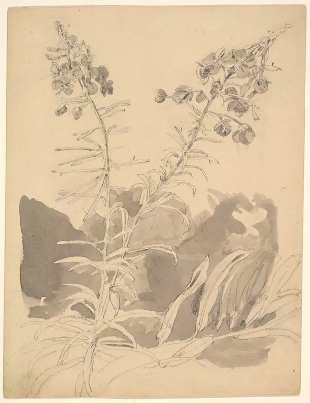 Study of a Willowherb; verso: Study of Two Cows Wall Art by Carl Gustav Carus - High-Resolution Digital Print