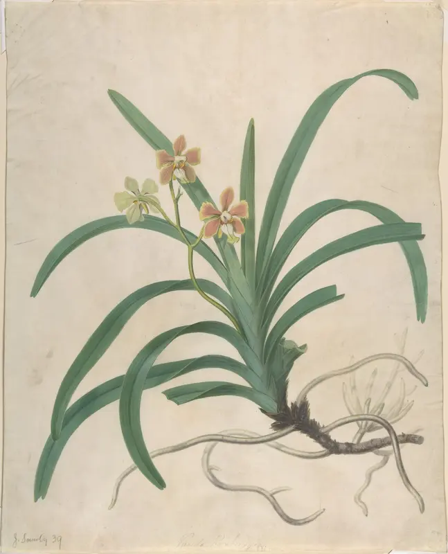 Study of an orchid, "Vanda Roxburgia" Wall Art by James Sowerby - High-Resolution Digital Print