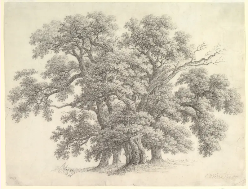Study of Oak Trees (recto) Wall Art by Carl Wilhelm Kolbe - High-Resolution Digital Print