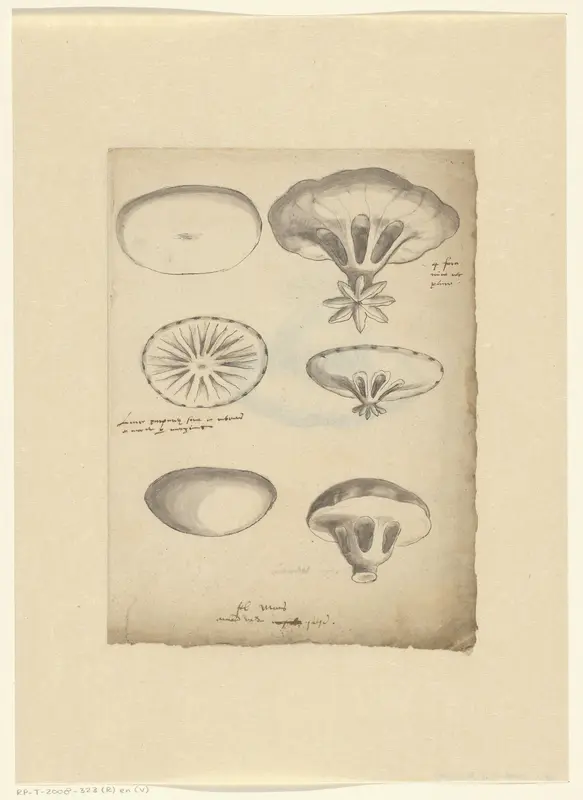 Study sheet with jelly fish Wall Art by anonymous - High-Resolution Digital Print