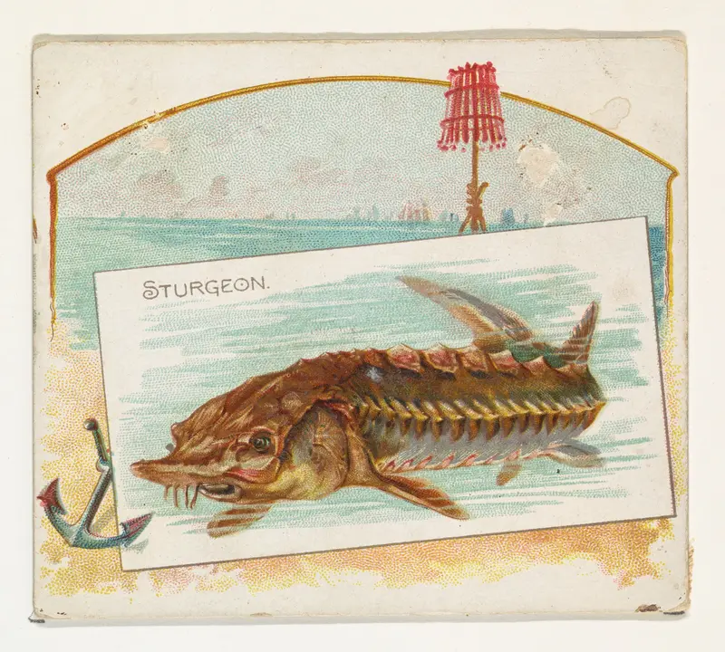 Sturgeon, from Fish from American Waters series (N39) for Allen & Ginter Cigarettes Wall Art by Allen & Ginter - High-Resolution Digital Print
