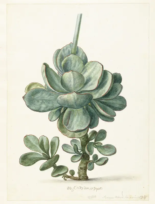 Succulent Plant (Cotyledon orbiculata?) Wall Art by Herman Saftleven - High-Resolution Digital Print