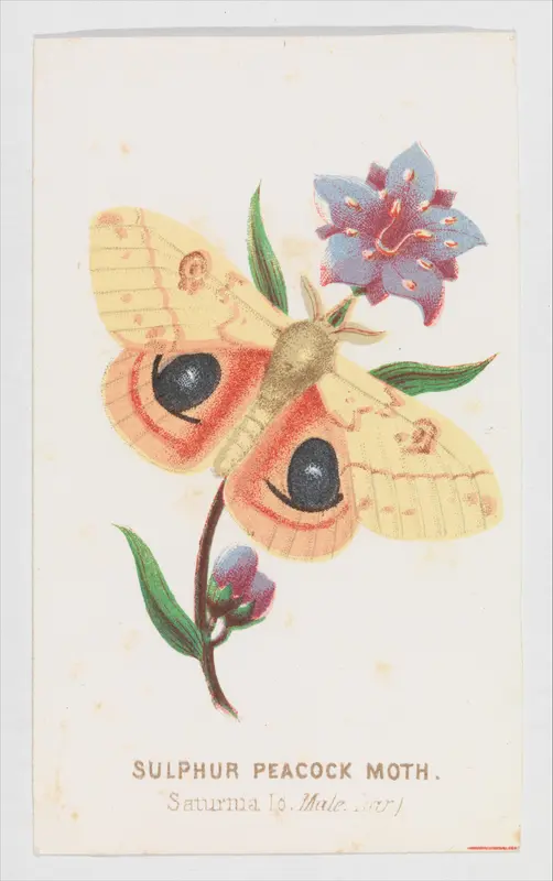 Sulfur Peacock Moth from "The Butterflies and Moths of America" Part 2 Wall Art by Louis Prang & Co. - High-Resolution Digital Print