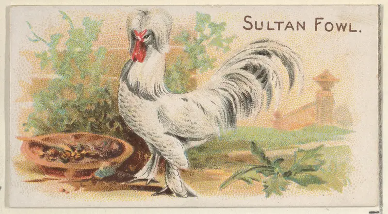 Sultan Fowl, from the Prize and Game Chickens series (N20) for Allen & Ginter Cigarettes Wall Art by Allen & Ginter - High-Resolution Digital Print