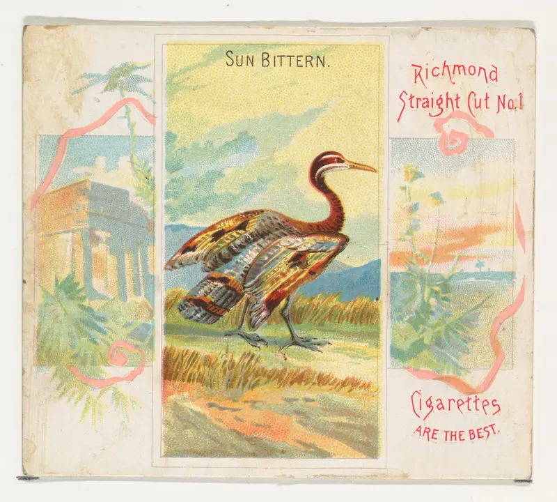 Sun Bittern, from Birds of the Tropics series (N38) for Allen & Ginter Cigarettes Wall Art by Allen & Ginter - High-Resolution Digital Print