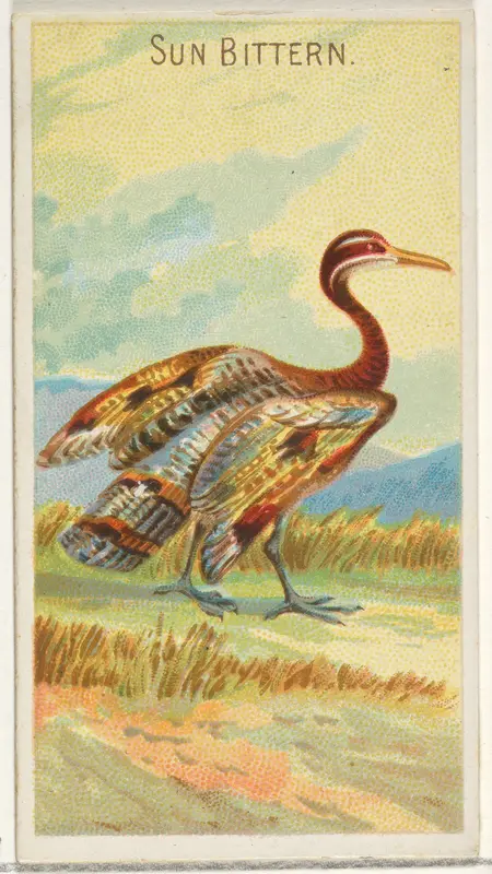 Sun Bittern, from the Birds of the Tropics series (N5) for Allen & Ginter Cigarettes Brands Wall Art by Allen & Ginter - High-Resolution Digital Print