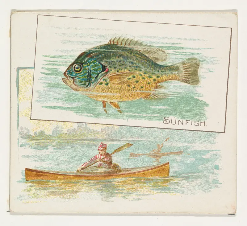 Sunfish, from Fish from American Waters series (N39) for Allen & Ginter Cigarettes Wall Art by Allen & Ginter - High-Resolution Digital Print