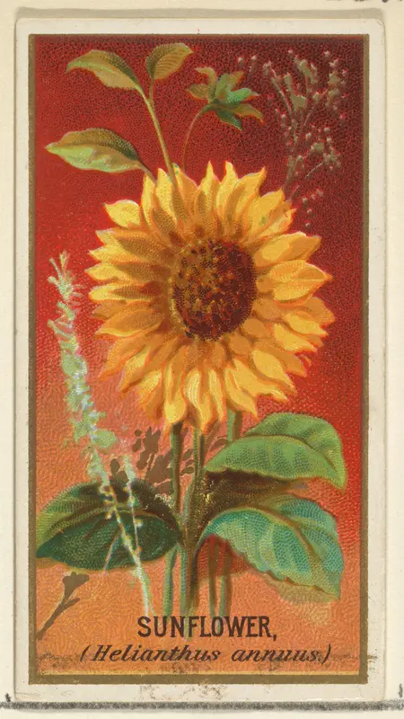 Sunflower (Helianthus annuus), from the Flowers series for Old Judge Cigarettes Wall Art by Goodwin & Company - High-Resolution Digital Print