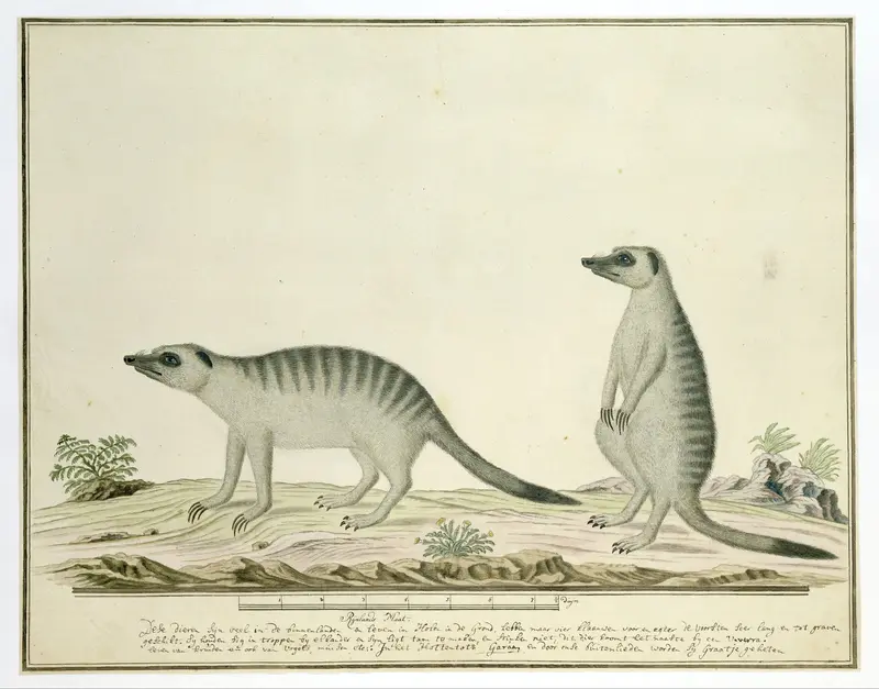 Suricata suricatta (Meerkats) Wall Art by Robert Jacob Gordon - High-Resolution Digital Print