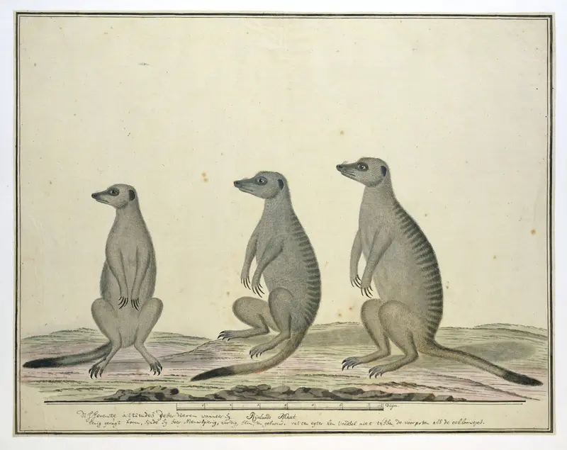 Suricata suricatta (Stokstaartjes) Wall Art by Robert Jacob Gordon - High-Resolution Digital Print