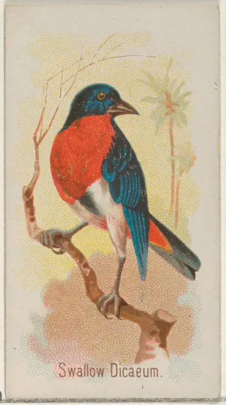 Swallow Dicaeum, from the Song Birds of the World series (N23) for Allen & Ginter Cigarettes Wall Art by Allen & Ginter - High-Resolution Digital Print