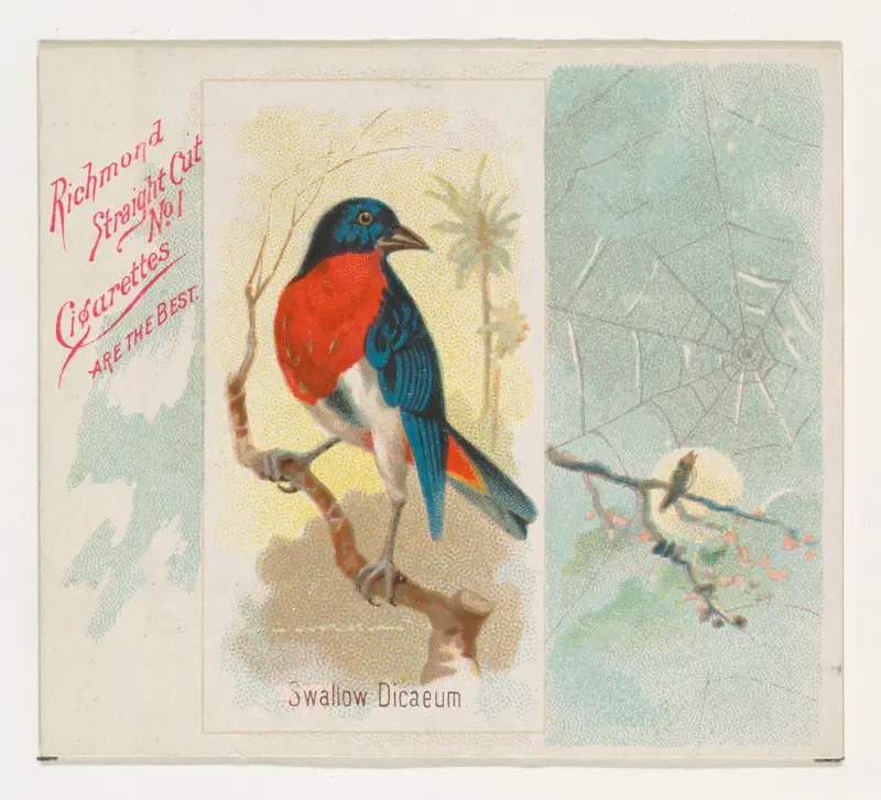 Swallow Dicaeum, from the Song Birds of the World series (N42) for Allen & Ginter Cigarettes Wall Art by Allen & Ginter - High-Resolution Digital Print