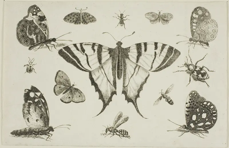 Swallow-Tailed Butterfly and Twelve Other Insects, from Diversae Insectorum...Figurae