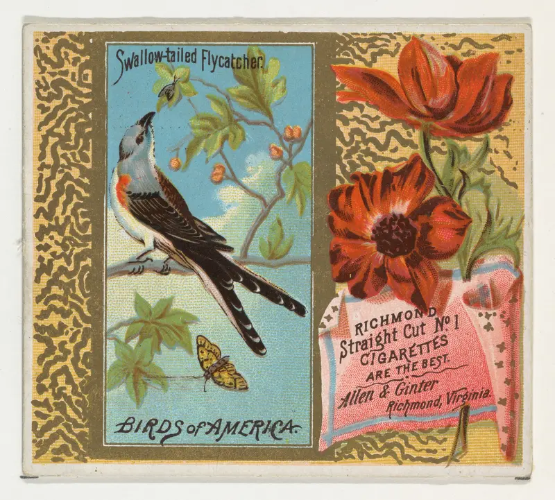 Swallow-tailed Flycatcher, from the Birds of America series (N37) for Allen & Ginter Cigarettes Wall Art by Allen & Ginter - High-Resolution Digital Print