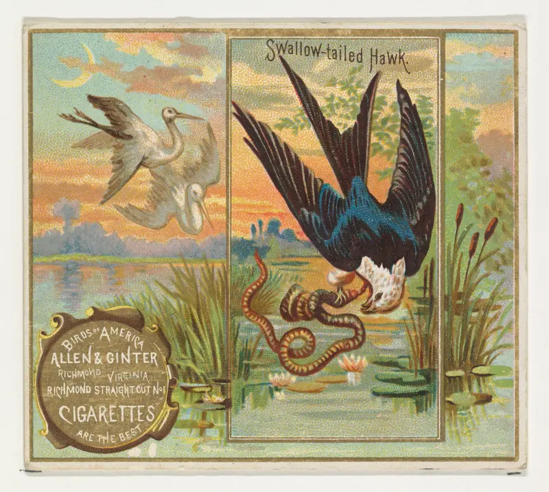 Swallow-tailed Hawk, from the Birds of America series (N37) for Allen & Ginter Cigarettes Wall Art by Allen & Ginter - High-Resolution Digital Print