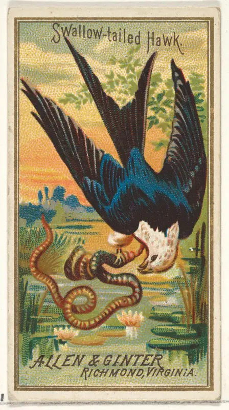 Swallow-tailed Hawk, from the Birds of America series (N4) for Allen & Ginter Cigarettes Brands Wall Art by Allen & Ginter - High-Resolution Digital Print