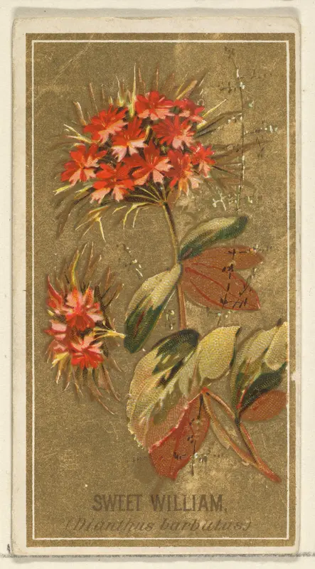 Sweet William (Dianthus barbutas), from the Flowers series for Old Judge Cigarettes Wall Art by Goodwin & Company - High-Resolution Digital Print