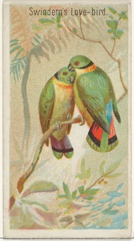 Swindern's Love-Bird, from the Birds of the Tropics series (N5) for Allen & Ginter Cigarettes Brands Wall Art by Allen & Ginter - High-Resolution Digital Print
