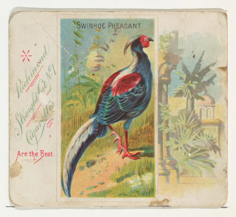 Swinhoe Pheasant, from Birds of the Tropics series (N38) for Allen & Ginter Cigarettes Wall Art by Allen & Ginter - High-Resolution Digital Print