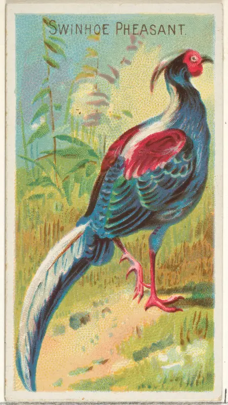 Swinhoe Pheasant, from the Birds of the Tropics series (N5) for Allen & Ginter Cigarettes Brands Wall Art by Allen & Ginter - High-Resolution Digital Print