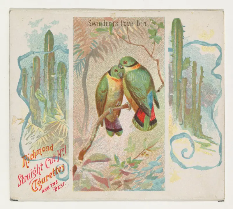Swintern's Love-bird, from Birds of the Tropics series (N38) for Allen & Ginter Cigarettes Wall Art by Allen & Ginter - High-Resolution Digital Print