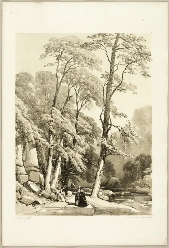 Sycamore, from The Park and the Forest