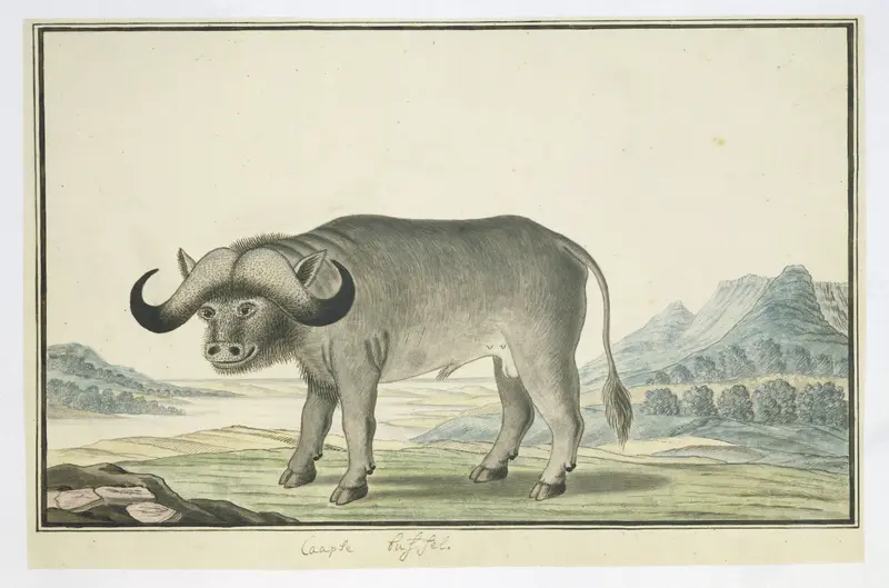Syncerus caffer caffer (Afrikaanse buffel) Wall Art by Robert Jacob Gordon - High-Resolution Digital Print