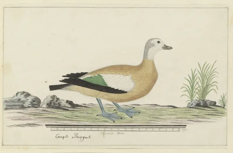 Tadorna cana (Kaapse casarca) Wall Art by Robert Jacob Gordon - High-Resolution Digital Print