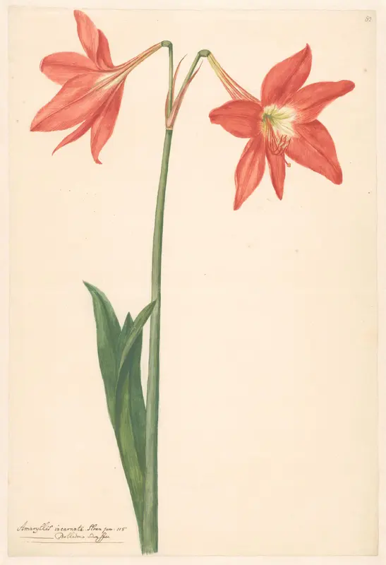 Tak van rode amaryllis Wall Art by anonymous - High-Resolution Digital Print