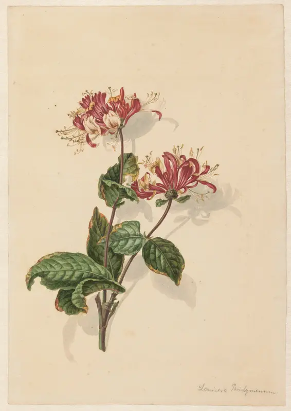 Tak wilde kamperfoelie (Lonicera periclymenum) Wall Art by Barend Hendrik Thier - High-Resolution Digital Print
