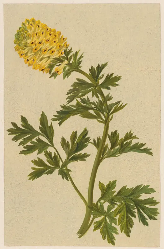 Takje met een bloem van de Corydalis Wall Art by D. van Alphen - High-Resolution Digital Print