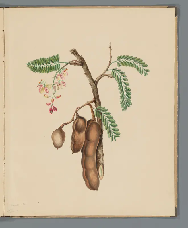 Tamarinde (Tamarindus indica) Wall Art by Unknown - High-Resolution Digital Print